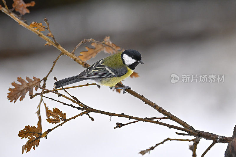 大山雀(Parus major)